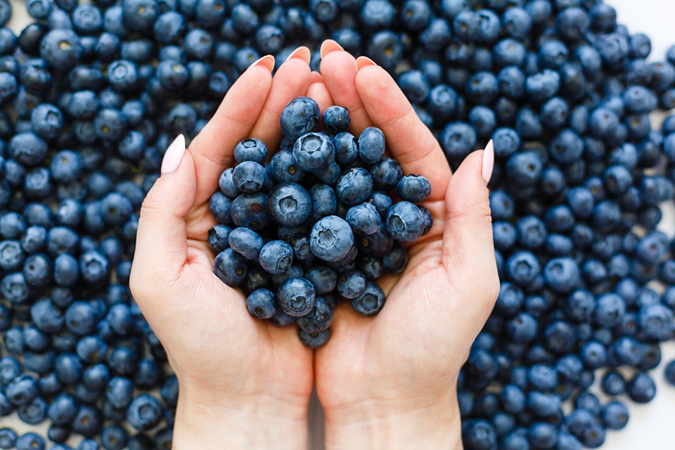 Heidelbeeren in den Händen einer Frau (Foto:Andrew Angelov/shutterstock.com)