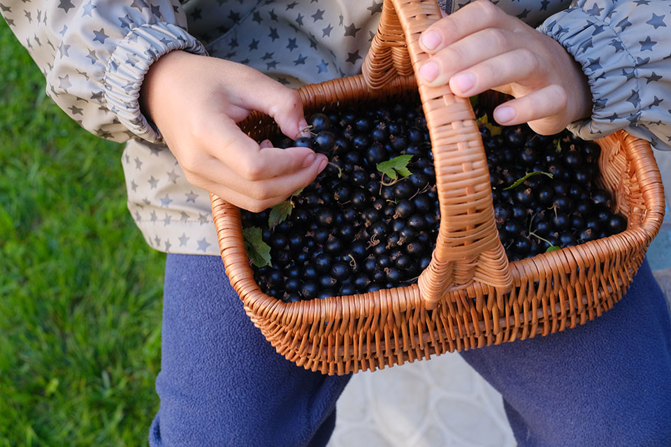 Korb mit schwarzen Johannisbeeren (Foto:Olivia Rich/shutterstock.com)