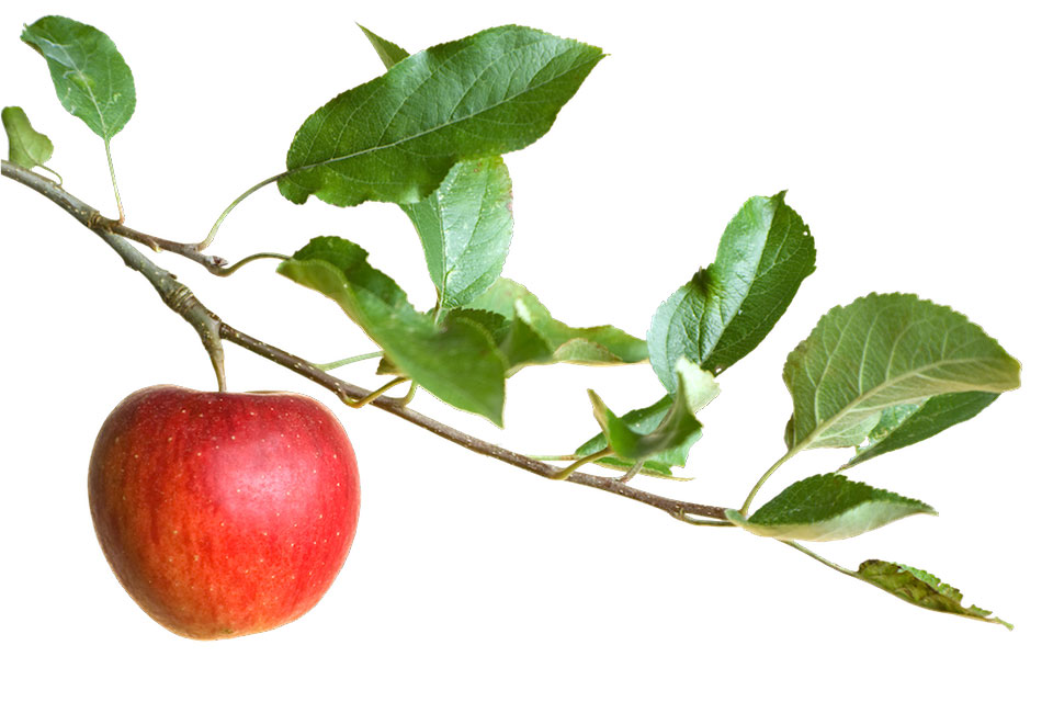 Ein Apfel an einem Ast (Bildnachweis: hansslegers/istockphoto.com)