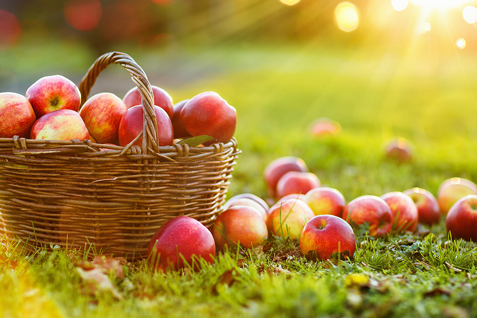 Korb mit Äpfeln auf einer Wiese. Foto: Pasko Maksim/ Shutterstock