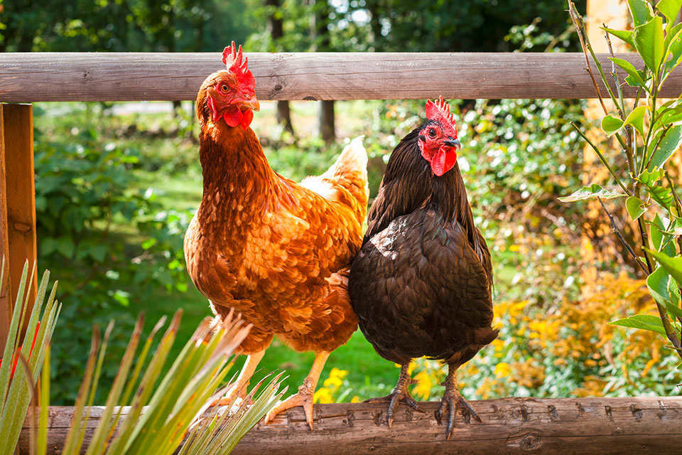 Hühner auf grünem Rasen (Foto:Shutterstock/Andrea Lehmkul)