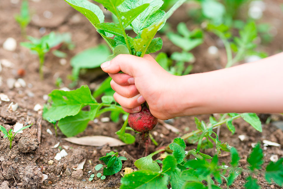 Radieschen-Ernte (Foto: Shutterstock/Purino)