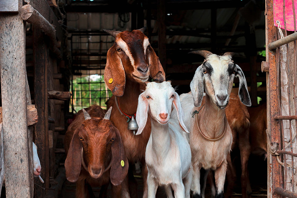 Ziegen blicken aus einem Stall heraus (Foto: shutterstock/Thep Photos)