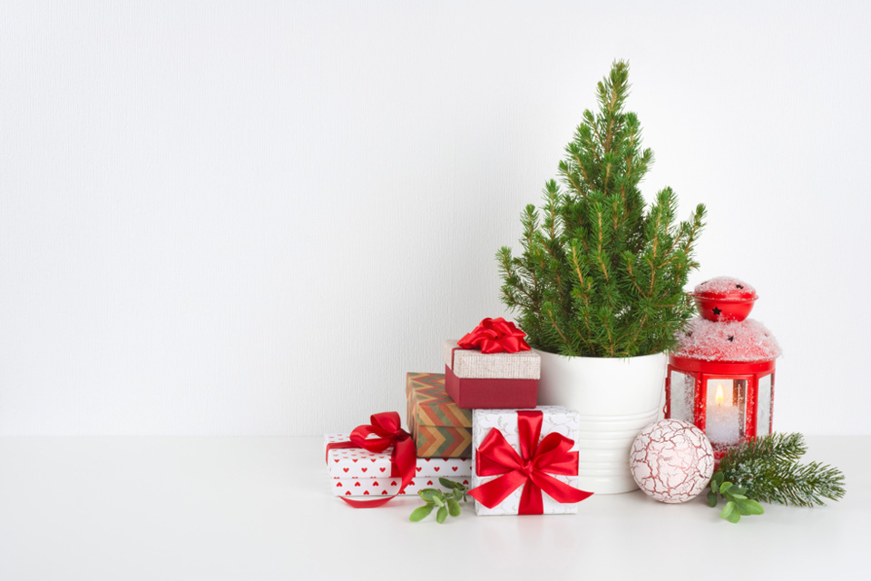 Weihnachtsbaum im Topf (Foto: Didecs/Shutterstock.com)