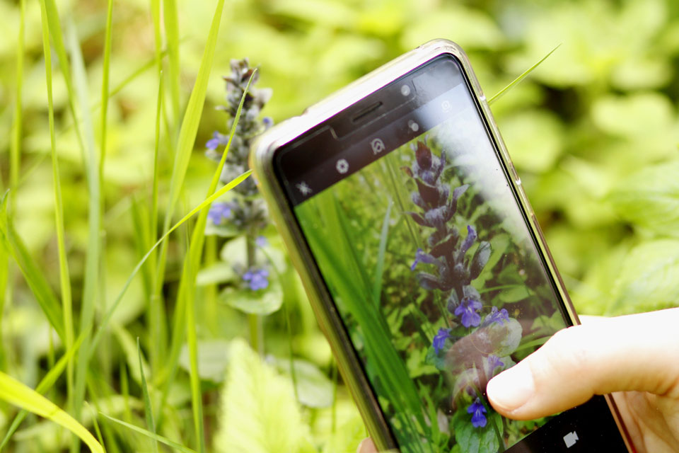 App Flora Incoginta (Foto: Flora Incognita/Technische Universität Ilmenau/MPi für Biogeochemie)