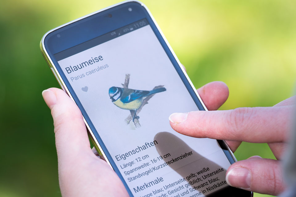 Vogelwelt-App (Foto: NABU/Sebastian Hennigs)