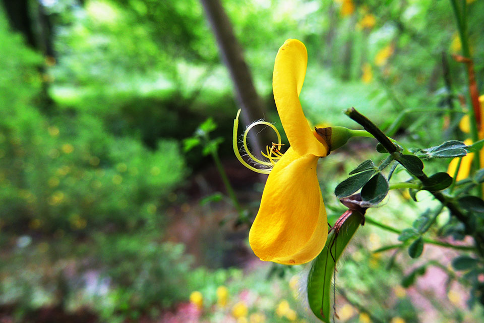 Eine Blume am Wegesrand (Foto:Primm's)