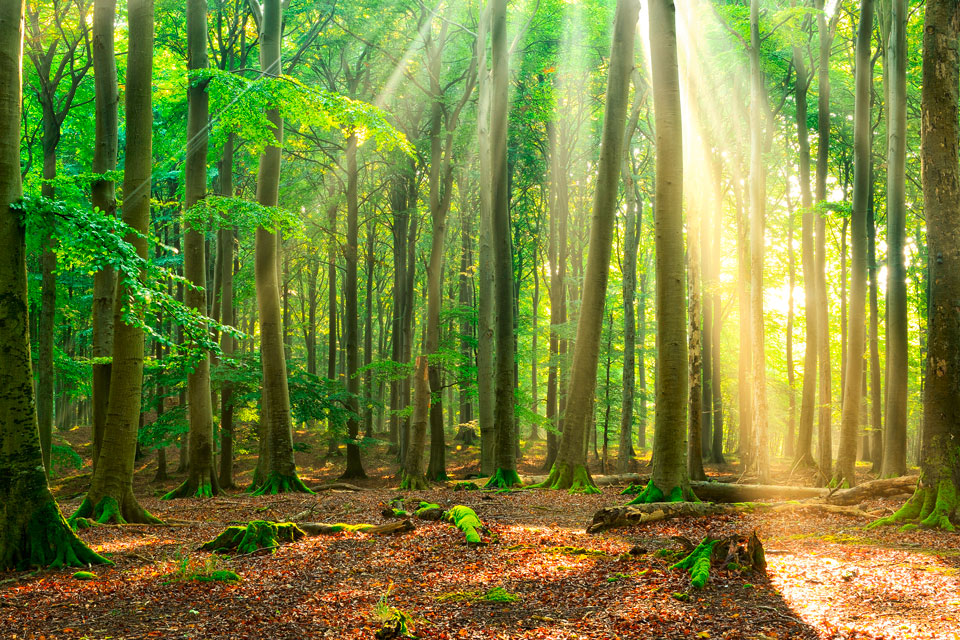 Buchenwald (Foto: dugdax/Shutterstock.com)