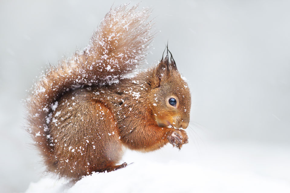 Eichhörnchen im Winter (Foto: Giedriius/Shutterstock.com)