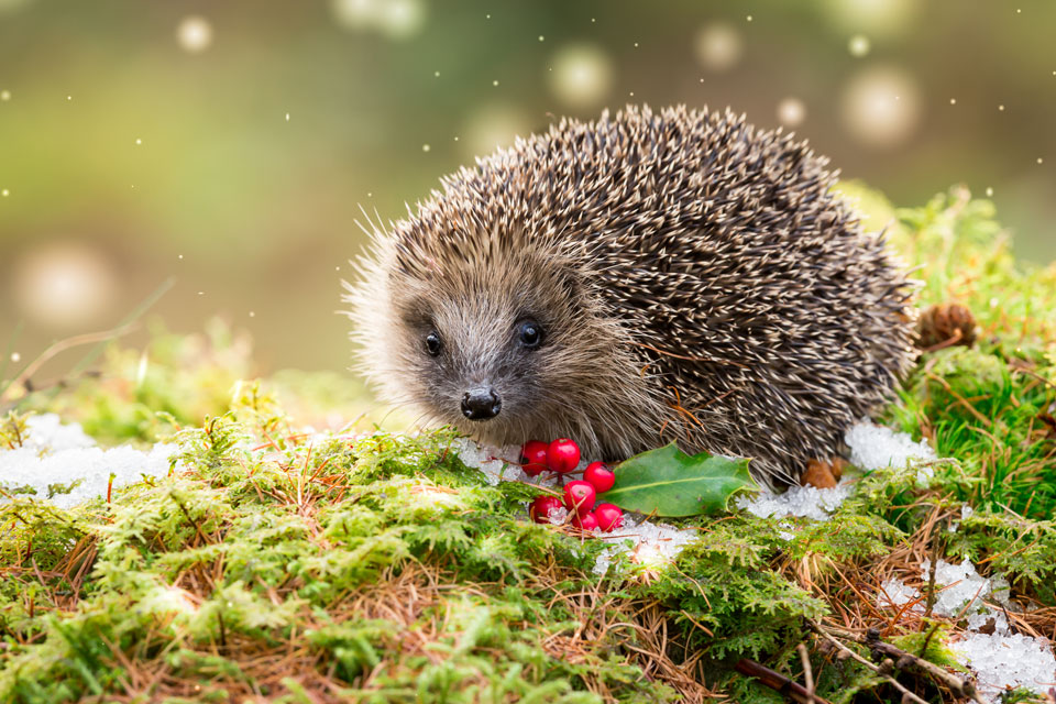 Igel im Winter (Foto: Coatesy/Shutterstock.com)