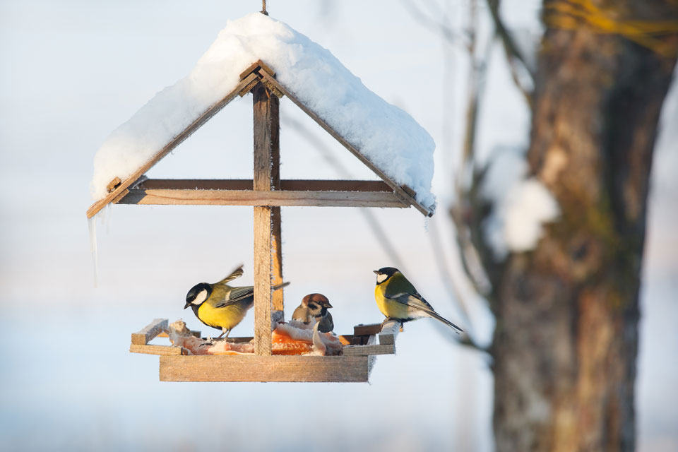 Vogelhäuschen im Winter (Foto: Linas T/Shutterstock.com)
