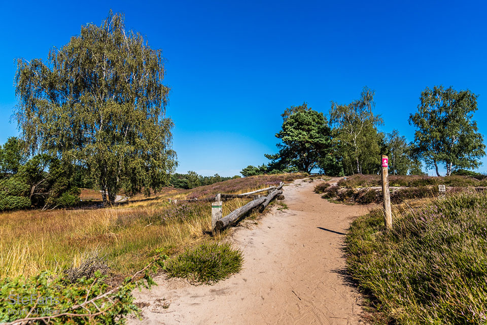 Die Westruper Heide (Foto: Stefan Bröker) 