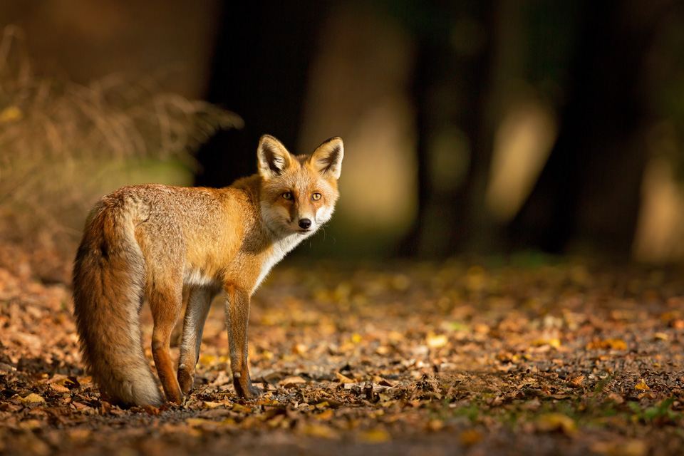 Rotfuchs im Wald (Foto: Milan Zygmunt/Shutterstock.com)