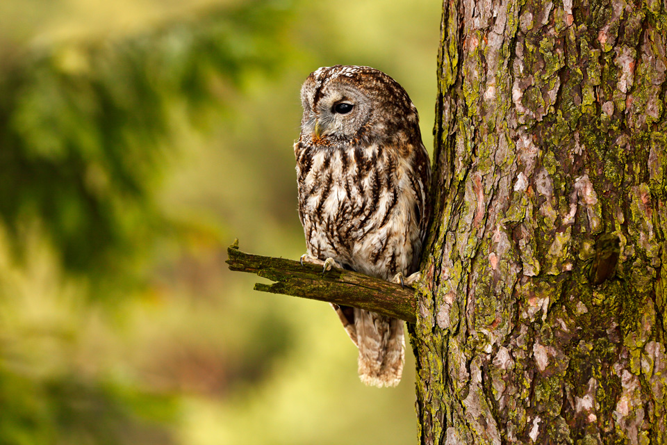 Waldkauz (Foto: Ondrej Prosicky/Shutterstock.com)