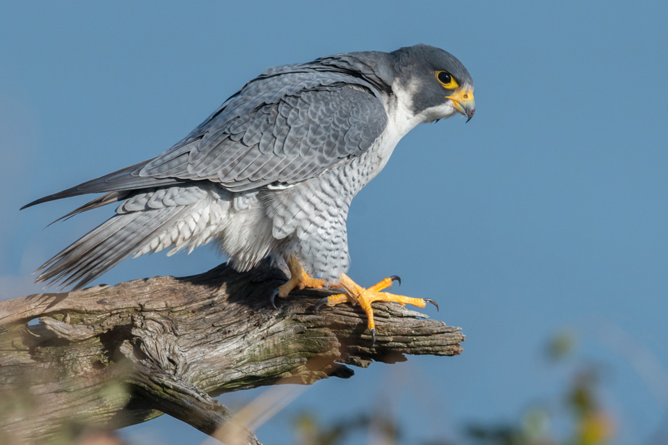 Wanderfalke (Foto: Harry Collins Photography/Shutterstock.com)