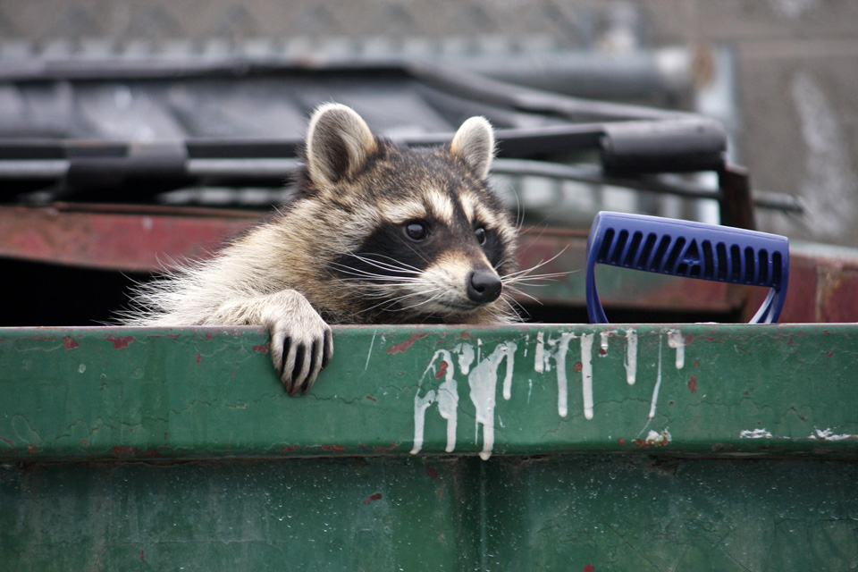 Waschbär im Müllcontainer (Foto: jennyt/Shutterstock.com)