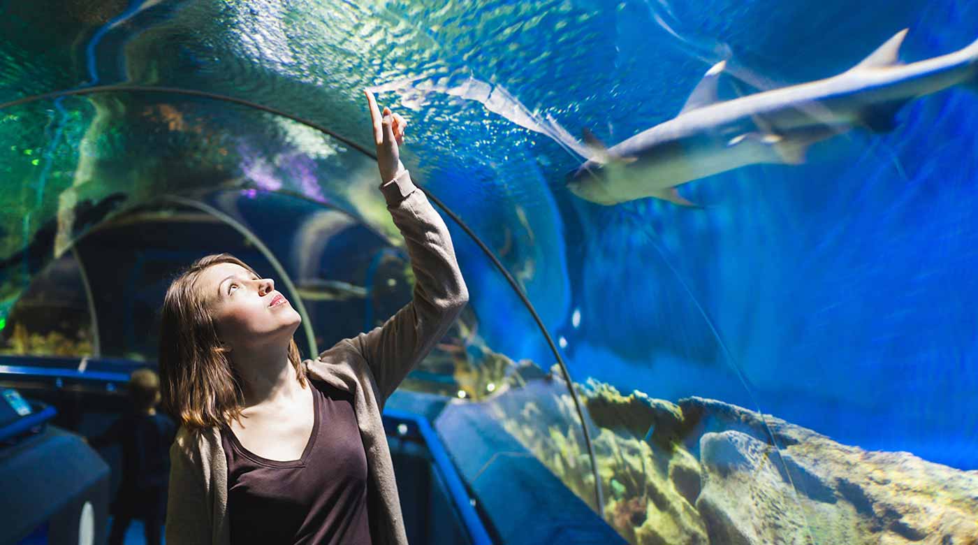 Person zeigt in einem Unterwassertunnel auf einen vorbeischwimmenden Hai.